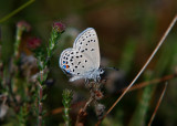 Veenbesblauwtje - Cranberry blue