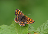 Sleutelbloemvlinder - Duke of Burgundy 