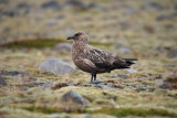 Grote Jager Kirkjebeaklauster Iceland 170510