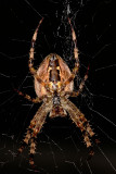 Cross Orbweaver (Araneus diadematus) - ventral view