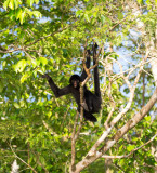 Spider Monkey