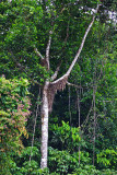 Azteca ant nest