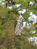 Cyindrical Wasp Nest