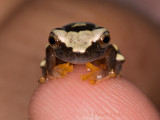 Clown tree frog