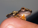 Clown tree frog