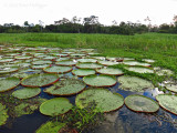Giant water lilies (Victoria amazonica aka regia)