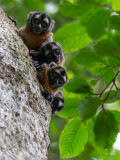 Night Monkey (Aotus vociferans)