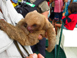 Pancho with orphan two-toed sloth