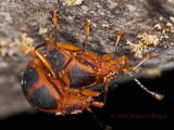 Copulating Beetles