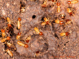 Termites
