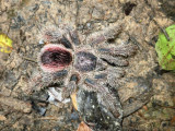 Donna's little tarantula