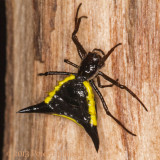 Spiky Spider