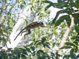 Squirrel monkey jumping with baby on back