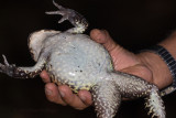 Smoky Jungle Frog (<i>Leptodactylus pentadactylus</i>)