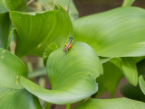 Rainbow Grasshopper on Water Hyacinth