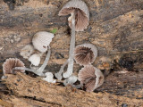 Tiny mushrooms with ants