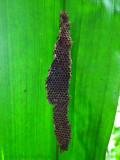 Abandoned Wasp Nest Under Palm Leaf