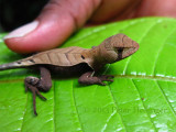 Western Leaf Lizard (Stenocercus fimbriatus)