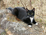Rocky on a bed of lichen and moss
