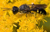 Square-Headed Wasp on Goldenrod