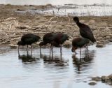 White-faced and possible Glossy Ibis