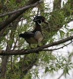 Wood Duck