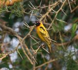 Black-headed Weaver