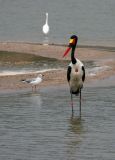 Saddle-billed Stork