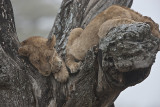 Lion cubs in tree