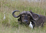 Cape buffalo and cattle egret