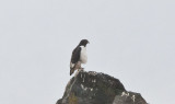 Auger Buzzard