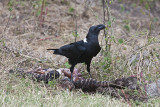 White-naped Raven