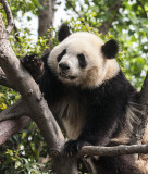 Observing from a tree