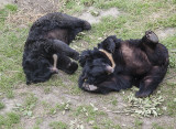 Asiatic Black Bears