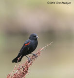 Red-winged Blackbird