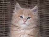 1185246-little brother of Ta izz