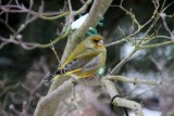 Verdier  -  Greenfinch