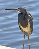 Tricolored Heron