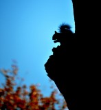 Gathering Nuts on an Autumn Day