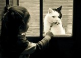 Can We Let The Kitty In