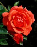 Rose b154.jpg