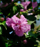 Hibiscus Syriacus Paeonflora 16.jpg