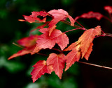 Leaves 07.jpg