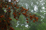 Cedar Rust