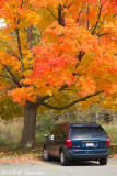 Toronto High Park