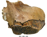 Fig4-01.jpg