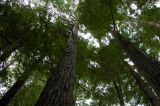 Big Sur Forest