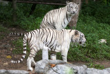 Siberian Tigers, Chiang Mai Zoo