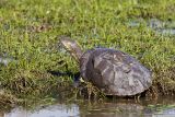 tortuga