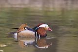 pato mandarin